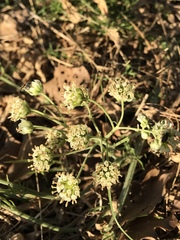 Hymenopappus artemisiifolius