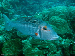 Lethrinus miniatus