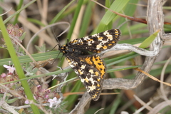 Eurranthis plummistaria