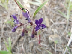 Trichostema laxum