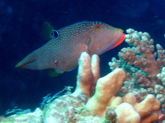 Canthigaster papua