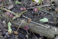 Psathyrella amarescens