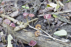 Psathyrella amarescens