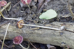 Psathyrella amarescens