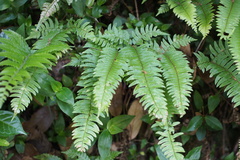Polystichum tripteron