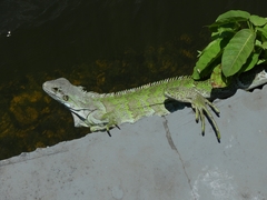 Iguana iguana