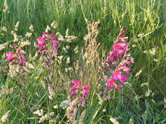 Gladiolus communis byzantinus