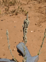 Chenopodium desiccatum leptophylloides