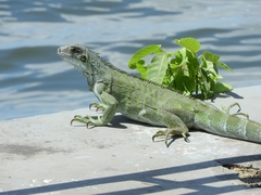 Iguana iguana
