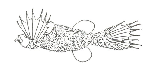 Mirapinna esau