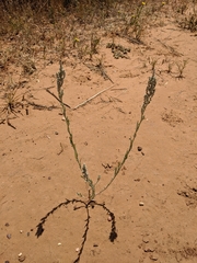 Chenopodium desiccatum leptophylloides