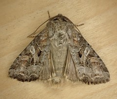 Trichordestra liquida