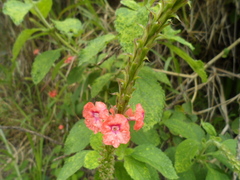 Stachytarpheta mutabilis