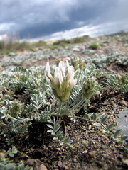 Astragalus dilutus