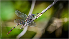 Aphylla distinguenda