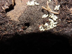 Stigmatomma pallipes