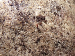 Stigmatomma pallipes