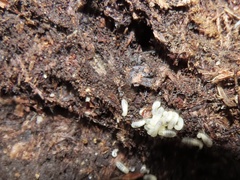 Stigmatomma pallipes