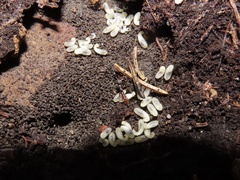 Stigmatomma pallipes