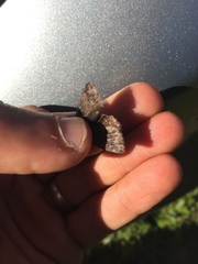 Erynnis icelus