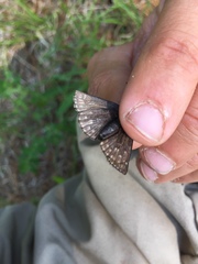 Erynnis icelus