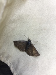 Erynnis icelus