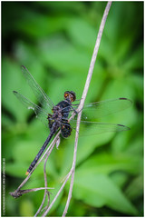 Erythemis attala