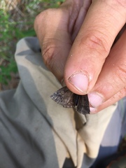 Erynnis icelus