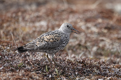 Surfbird photo 3