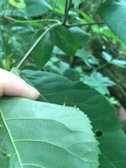 Caryomyia subulata