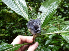 Psychotria yapoensis