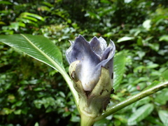 Psychotria yapoensis