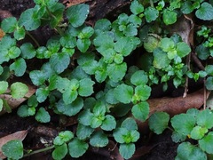 Chrysosplenium valdivicum