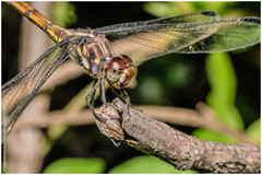 Orthemis ambinigra
