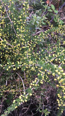 Asparagus acutifolius