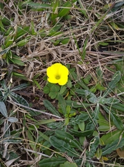 Oxalis sellowiana