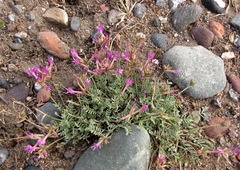 Astragalus stenoceras