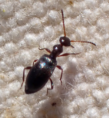 Ischyropalpus nitidulus