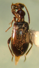 Ischyropalpus nitidulus