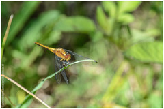 Erythrodiplax melanorubra