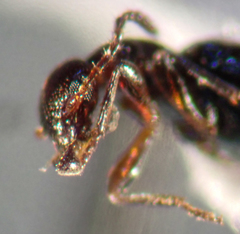 Ischyropalpus nitidulus