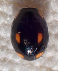Hyperaspis quadrioculata
