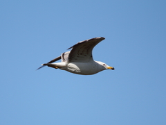 Larus armenicus