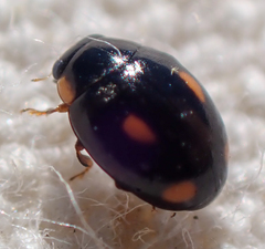 Hyperaspis quadrioculata