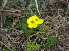 Oxalis sellowiana