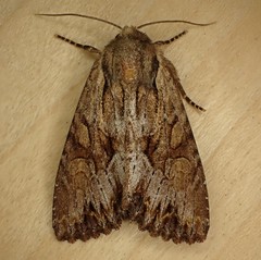 Apamea antennata