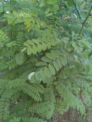 Robinia pseudoacacia