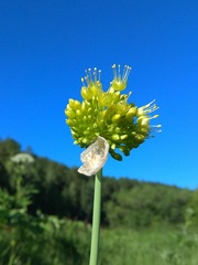 Allium obliquum