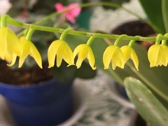 Pleurothallis quadrifida