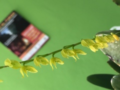 Pleurothallis quadrifida